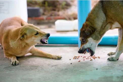 abc-du-chien-comportementaliste-chiot