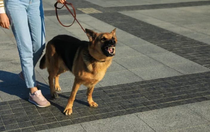 abcduchien-vitrolles-canin