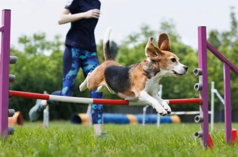 agility-vitrolles-chien