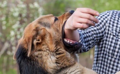 chien-agressif-vitrolles