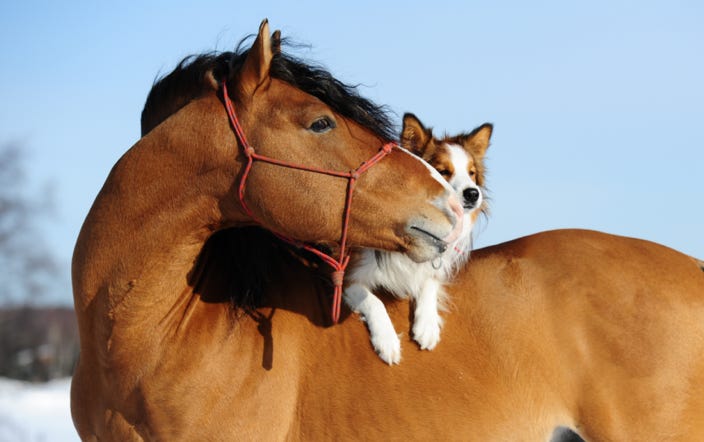 éducation chien et cheval