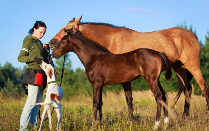 chien-cheval-relation-marignane