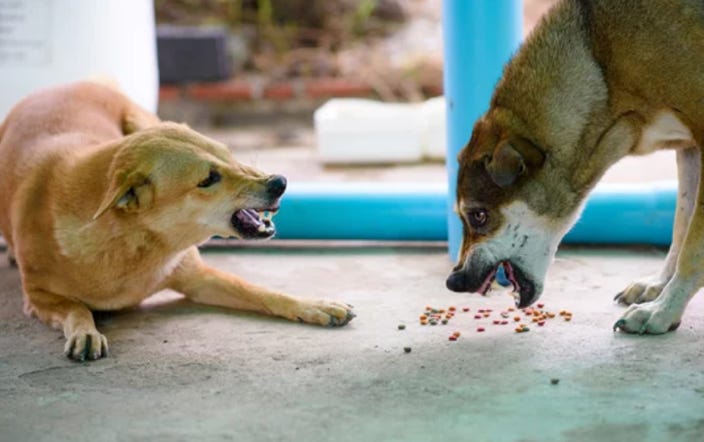 comportementaliste-peur-chien-vitrolles