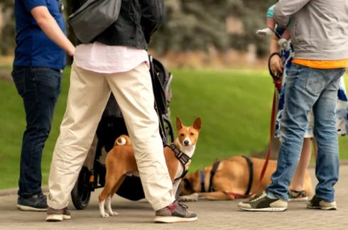 formation-educateur-chien-vitrolles