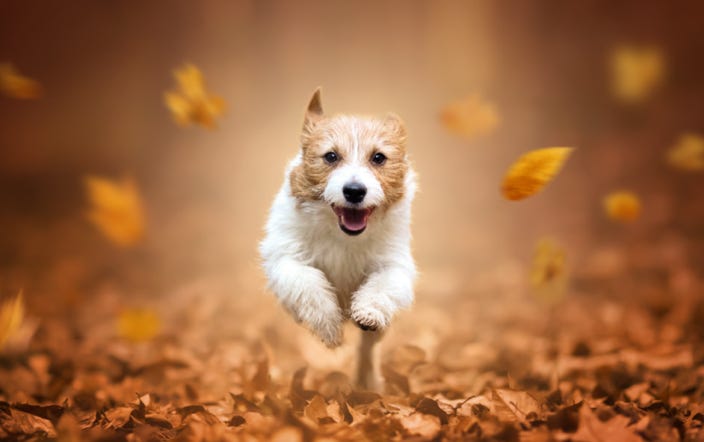 marche-en-laisse-chien-marignane