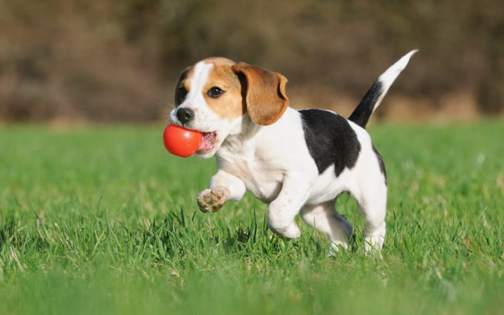 rappel-chien-marignane