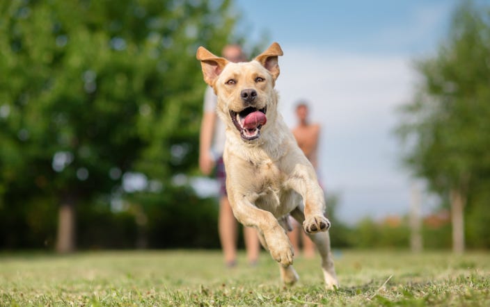 rappel-chien-vitrolles